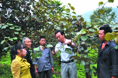 康县人口_食用菌富了康县人(2)