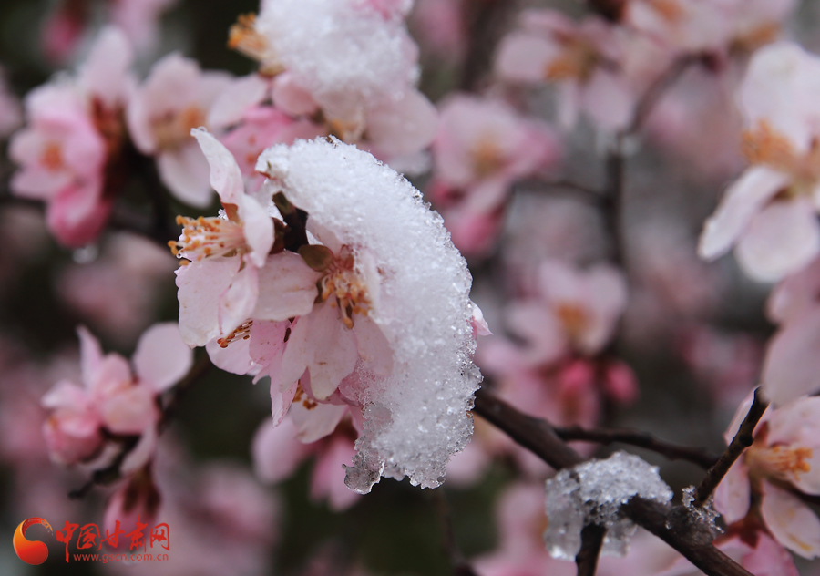 定西：清明时节雨夹雪 桃杏花开俏又艳(高清组图）