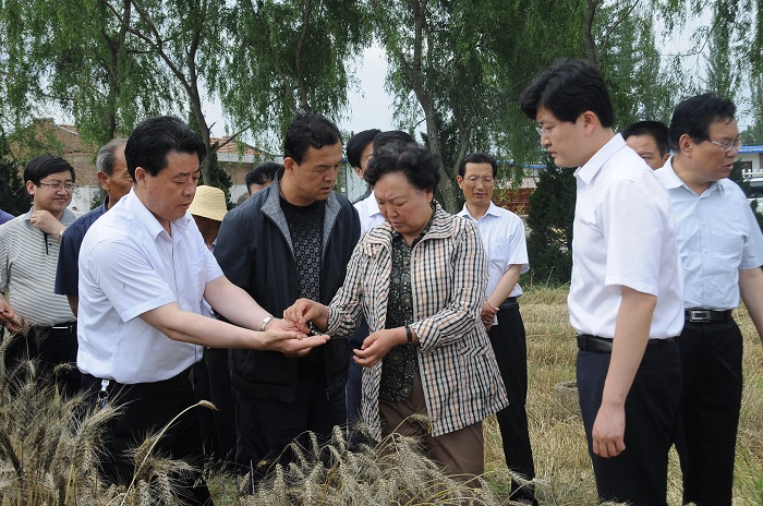 平凉市委书记陈伟在灵台泾川查看冬小麦灾情指导救灾