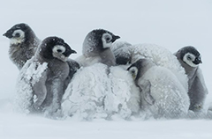 企鹅也怕冷 暴风雪中抱团取暖显萌态