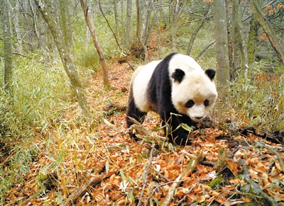 甘肃大熊猫 频频下山来(组图)