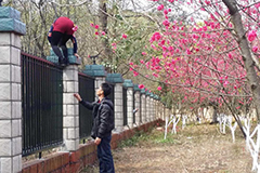 广西桂林游人爬监狱围墙进小区看桃花