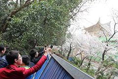 武汉大学主要赏樱区域被封 游客隔着围栏赏樱花