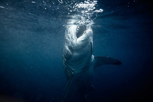 澳摄影师抓拍大白鲨 画面精彩令人震撼（组图）