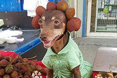 台湾萌犬卖水果