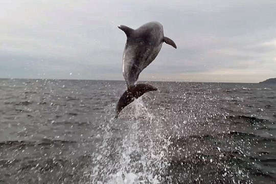 巴西海豚绕船而行跳出水面似表演（组图）