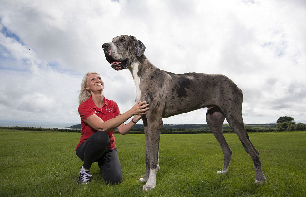 英国大丹犬后腿直立超2米 或为世界最高狗(高清组图)