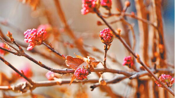 兰州黄河风情线 春花绽枝头（组图）