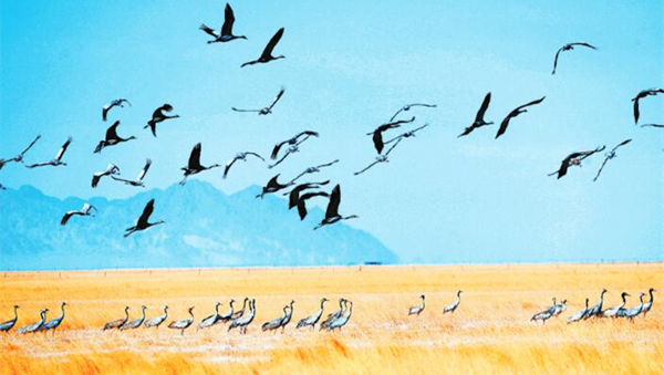 酒泉阿克塞县境内苏干湖草原湿地出现大规模灰鹤群/图
