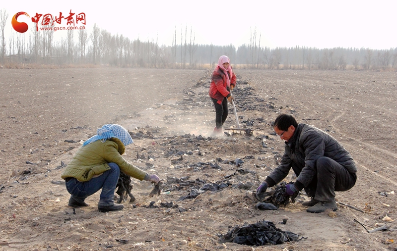 甘肃高台:废旧地膜清理改善乡村环境