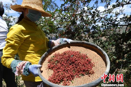 地处秦巴山区的甘肃陇南市武都区迎来花椒收获季节。(资料图) 杨艳敏 摄