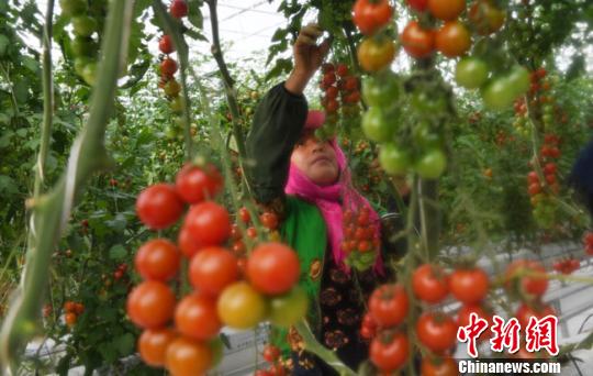 图为12月8日，甘肃酒泉农户在温室大棚内忙碌。　杨艳敏 摄