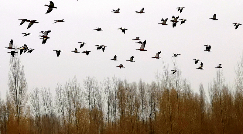 群鸟遨游 黑河河畔春意闹