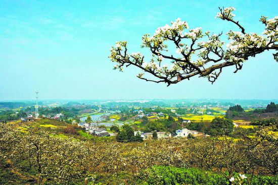 大林街道梨花间隔油菜花,交相辉映,错落有致