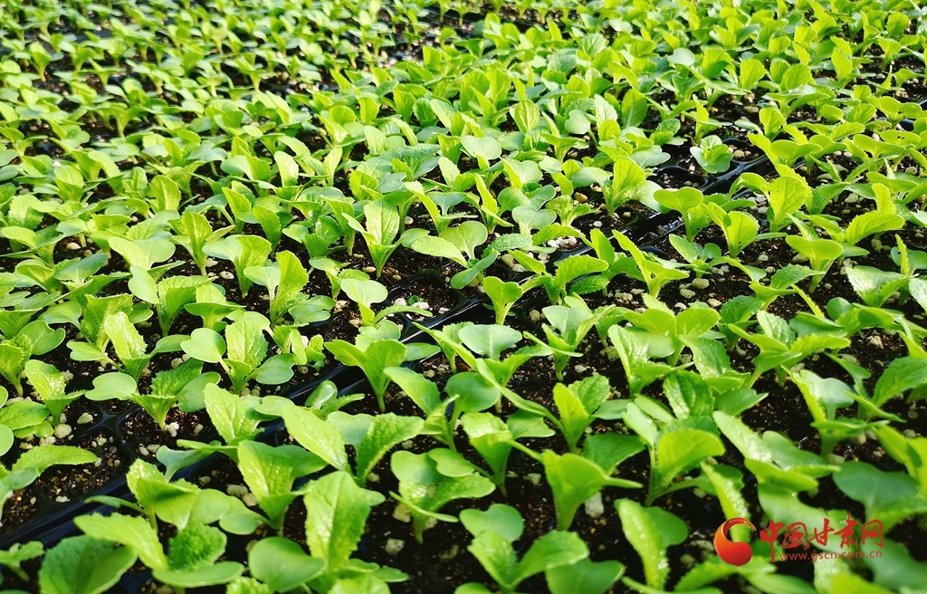 甘肃张掖:精心育菜苗 种出好收成