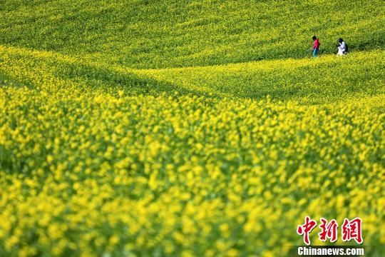 祁连山下十万亩油菜花开"笑脸"迎人