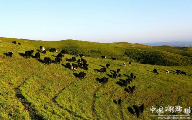 盛夏时节的石庙梁“草长莺飞 牛马成群” 美不胜收(图)