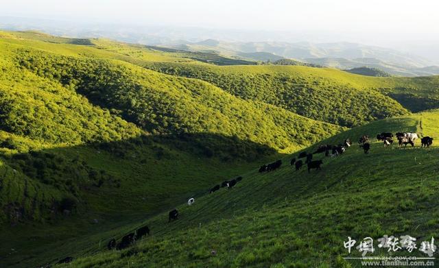 盛夏时节的石庙梁“草长莺飞 牛马成群” 美不胜收(图)