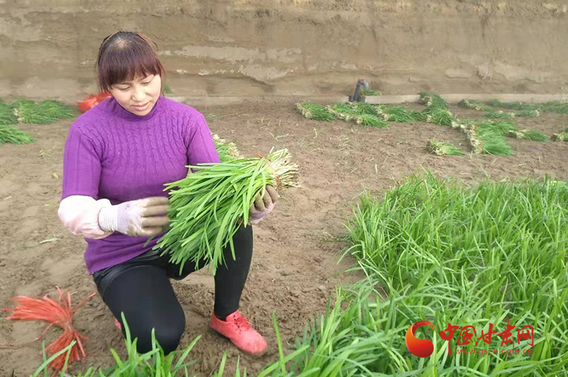 瓜州县七墩乡反季节韭菜收割打捆中