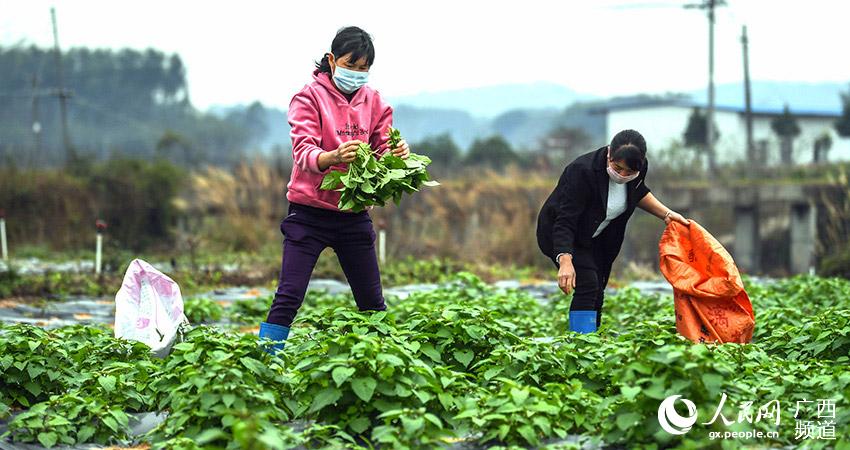 采收蔬菜。张相兵摄