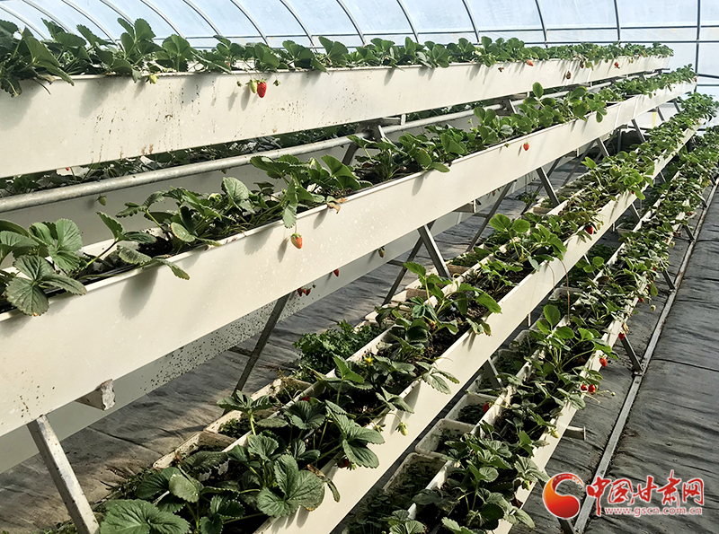 瓜州县:"立体"草莓种植鼓起群众钱袋子