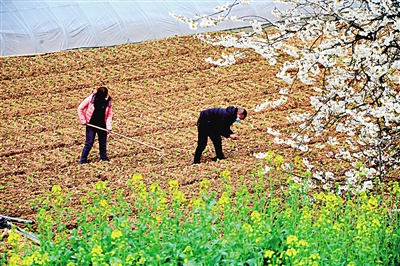 来自湖北田间地头的报道——惊蛰荆楚听春声