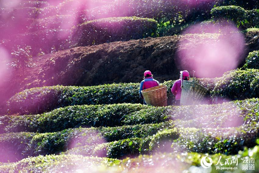 3月9日，茶农在云南大理彝乡南涧公郎镇罗伯克茶场的茶园间采摘春茶。摄影：适志宏