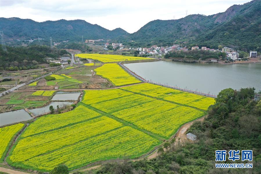 （生态）（4）油菜花开布谷湖