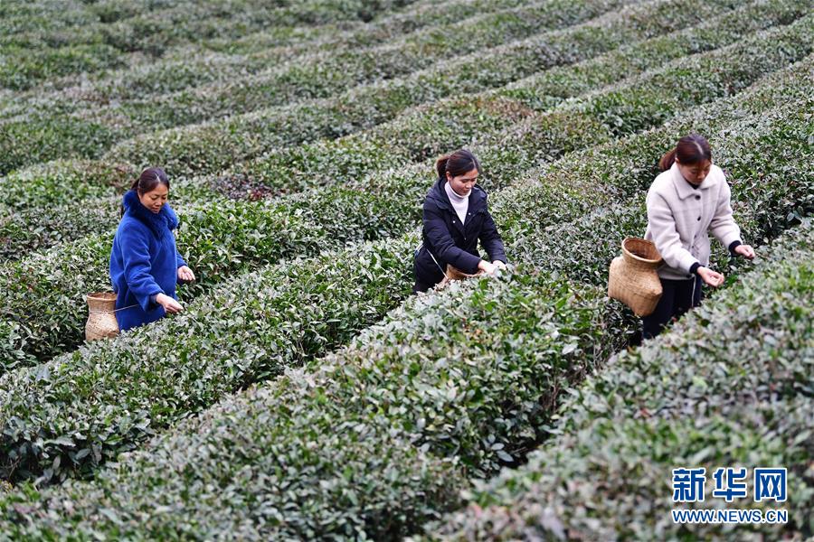 （经济）（1）“陇上江南”春茶飘香助增收