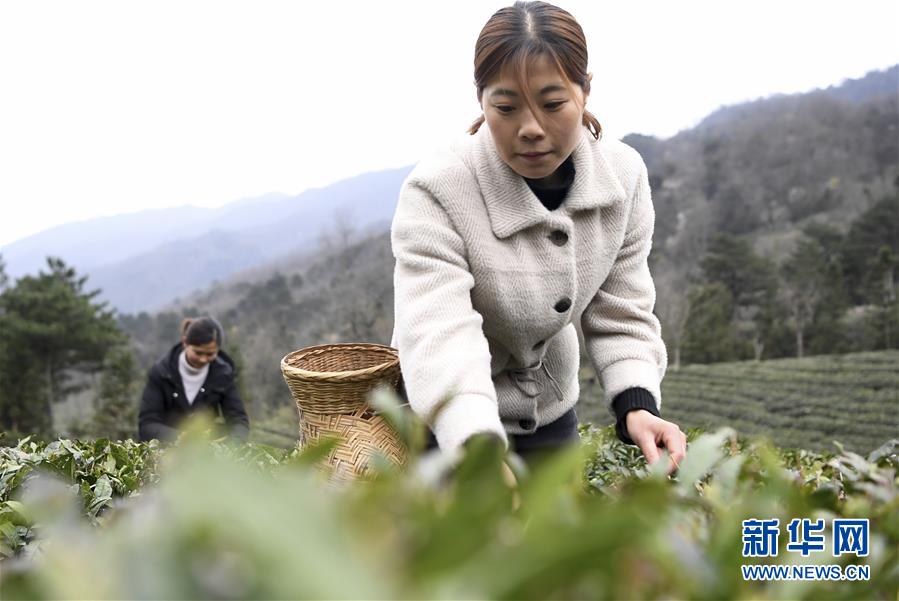 （经济）（3）“陇上江南”春茶飘香助增收