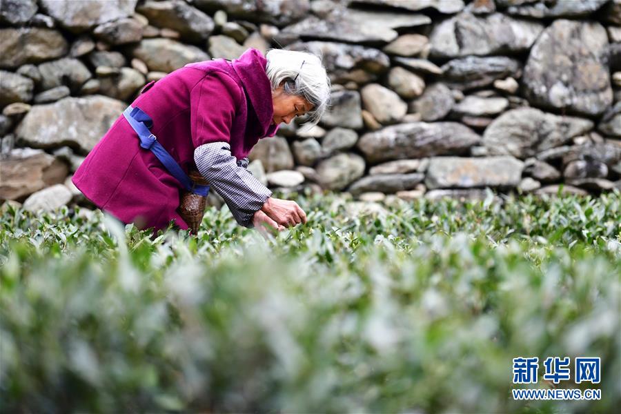 （经济）（4）“陇上江南”春茶飘香助增收