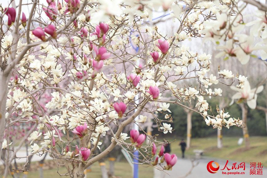 河北省园博园百花竞艳。 朱鹏涛摄