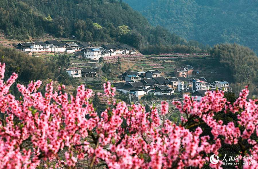 宁德福安漫山桃花醉游人 柳明格摄