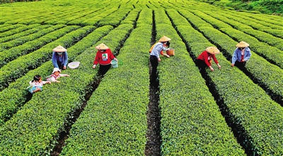 湖北：好山好水出好茶 好茶热盼好销路