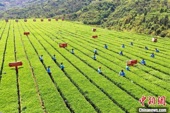 安溪铁观音迎来春茶采摘、生产的黄金时节。　林楷煜 摄