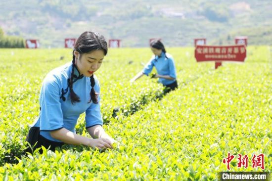 近期安溪天气晴好，有利于春茶采摘。　林楷煜 摄