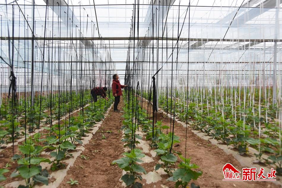 为现代化农业探路——秦州区现代农业科技示范园区见闻