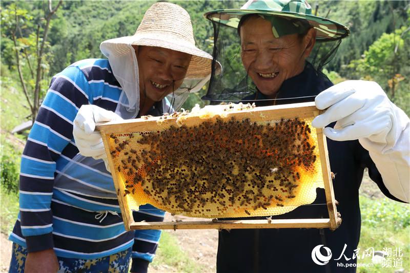 李永国和社员一起查看蜜蜂生长情况。（汪正玺 摄）