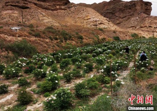 黄崖沟种植的大片牡丹，与当地环境从视觉上形成了很大反差。　高莹 摄