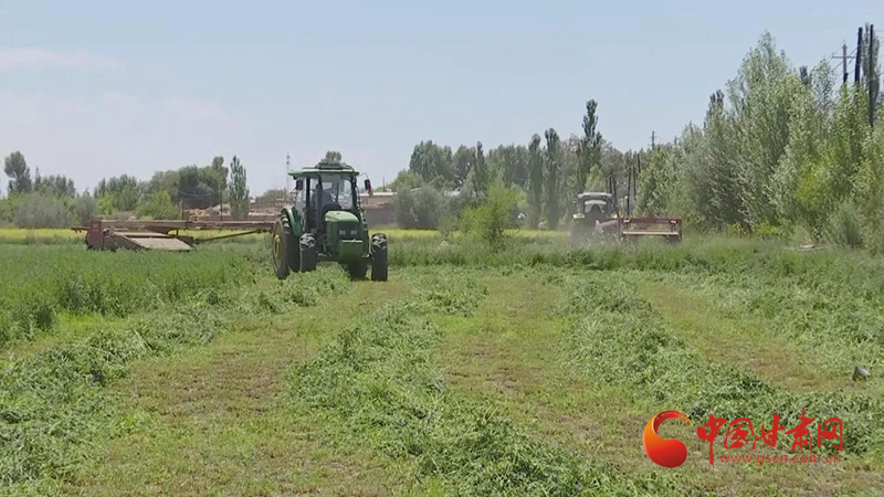 中国甘肃网7月20日讯(通讯员 陶君)近期,金塔县紫花苜蓿收割工作