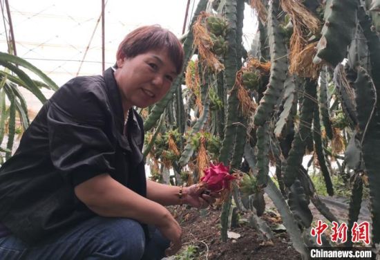 近年来，嘉峪关市市民乔香兰看好戈壁农业发展前景，将多年经商的700多万元积蓄，全部投入到大棚种植中，通过多年摸索、学习，经济效益逐渐显现。图为7月中旬，戈壁滩大棚种植的火龙果。　刘玉桃 摄