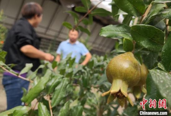 图为种植的石榴。　刘玉桃 摄