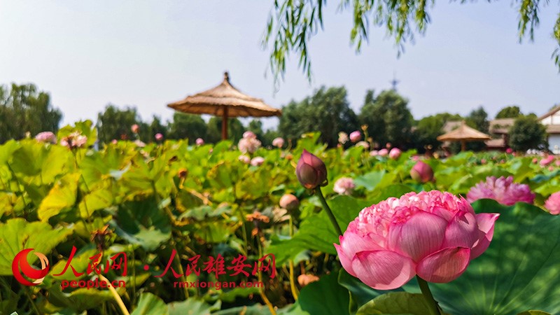 映日荷花别样红。李兆民/摄