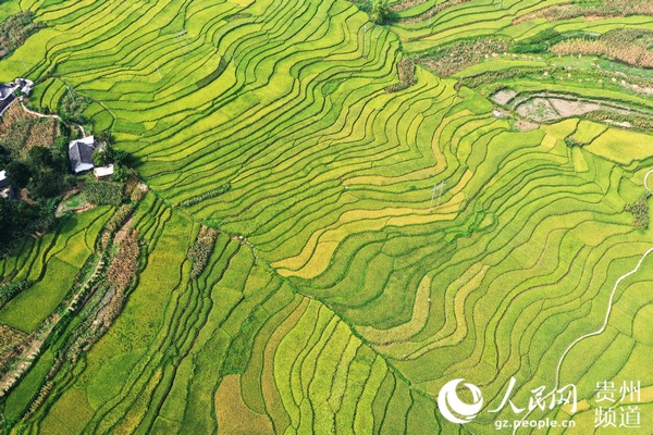 9月3日，贵州省大方县“奢香粮仓”小屯梯田  司玉坤 王定超 摄