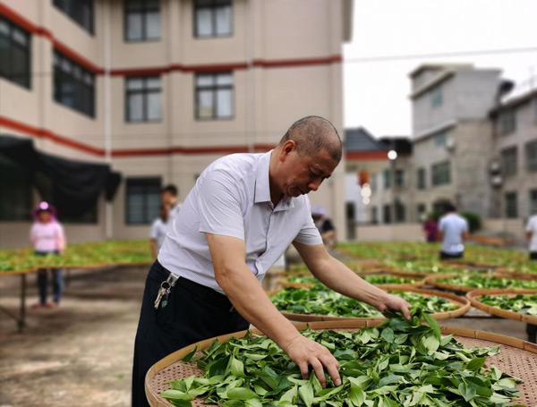 茶树脱贫、漆画习艺，漳平农民物质精神双丰收