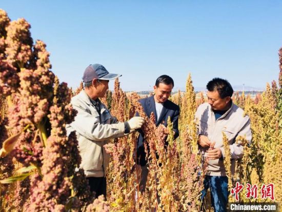 图为文玉庭(左一)和村民们到藜麦核心试验示范点观摩学习。　张婧 摄