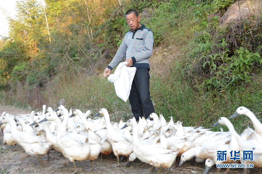 （决战决胜脱贫攻坚·图文互动）（3）闽西“鸭倌”罗水通脱贫记