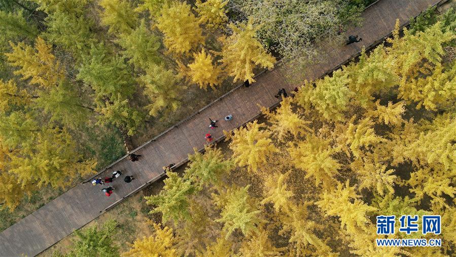 （环境）（1）河北沙河：山乡银杏黄 太行秋景美