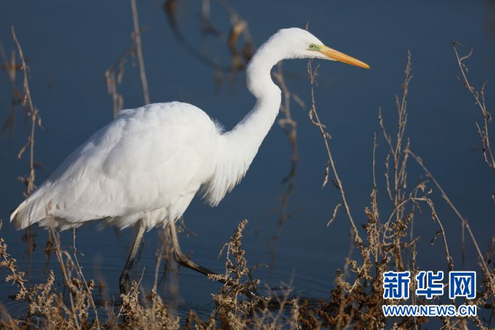 沙漠湿地喜迎“远方的朋友”