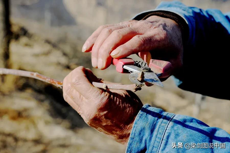 三十年如一日，兰州市榆中县青城镇金学义植树造林保护生态环境。